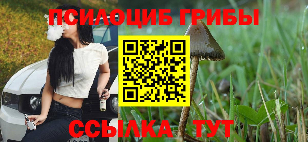 Псилоцибиновые грибы Psilocybe Соль-Илецк